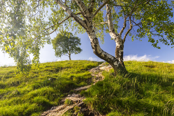 View of the lonely trees on the trail leading to Monte Chiusarella, varesine prealps, Parco Regionale del Campo dei Fiori, Varese district, Lombardy, Italy.