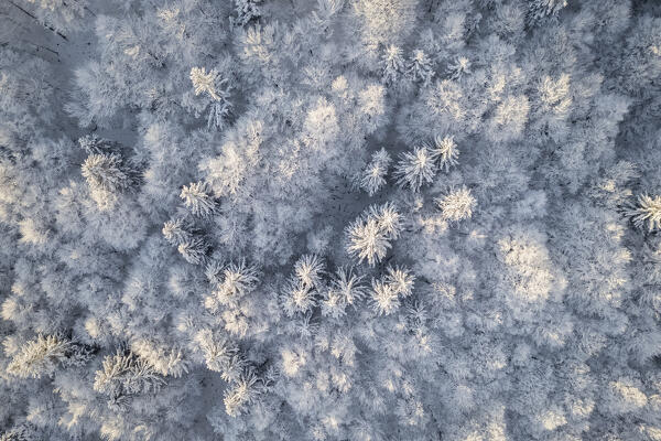 Aerial view of the woods near the Sanctuary of Oropa in winter at dawn. Biella, Biella district, Piedmont, Italy, Europe.