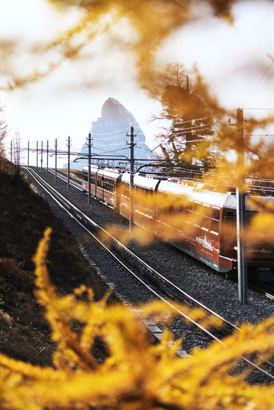 Gornergrat Bahn train and Matterhorn framed by orange colored trees, Zermatt, canton of Valais, Switzerland