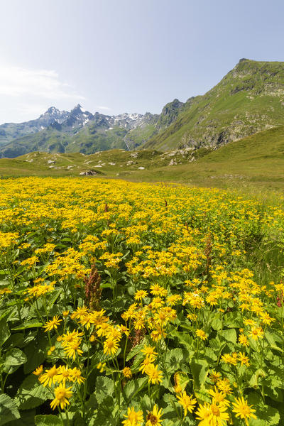 Fields of yellow wild flowers in bloom, Montespluga, Chiavenna Valley, Sondrio province, Valtellina, Lombardy, Italy