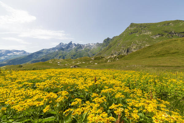 Meadows covered of yellow wild flowers, Montespluga, Chiavenna Valley, Sondrio province, Valtellina, Lombardy, Italy