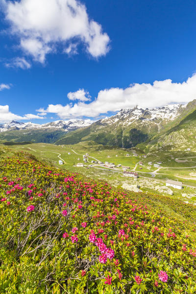 Rhododendrons in bloom, Montespluga, Chiavenna Valley, Sondrio province, Valtellina, Lombardy, Italy