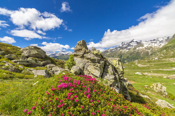 Rhododendrons in bloom, Montespluga, Chiavenna Valley, Sondrio province, Valtellina, Lombardy, Italy