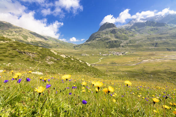 Wild flowers in bloom, Montespluga, Spluga Valley, Chiavenna Valley, Sondrio province, Valtellina, Lombardy, Italy