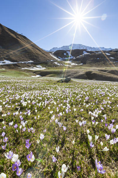 Sunburst on fields of Crocus flowers in bloom, Andossi, Madesimo, Chiavenna Valley, Sondrio, Valtellina, Lombardy, Italy