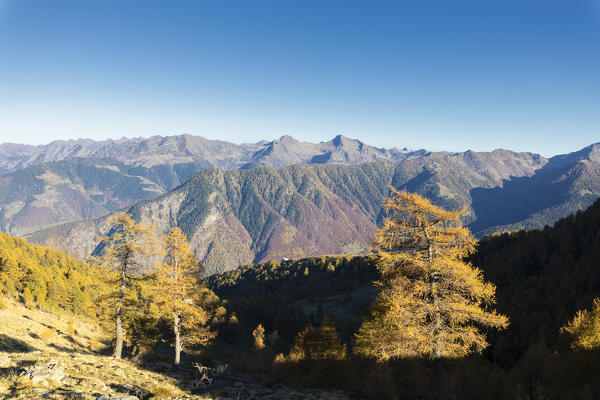 Larch trees in autumn, Orobie Alps, Val Gerola, Valtellina, Sondrio province, Lombardy, Italy