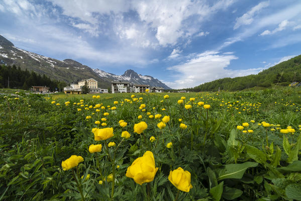 Alpine village surrounded by fields of buttercup flowers, Maloja Pass, Engadin, canton of Graubunden, Switzerland