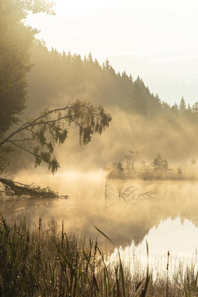 Mist over plants and swamp of Pian di Gembro Nature Park, Aprica, Sondrio province, Valtellina, Lombardy, Italy