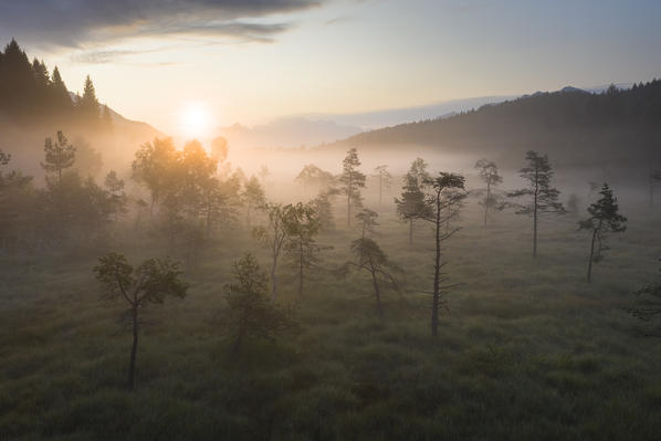 Sunrise on lone trees in the foggy landscape of Pian di Gembro Nature Reserve, aerial view, Aprica, Valtellina, Lombardy, Italy