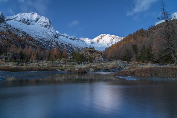 Snowy peaks of Monte Disgrazia and Pizzo Averta framed by larch trees in autumn, Preda Rossa, Val Masino, Valtellina, Lombardy, Italy