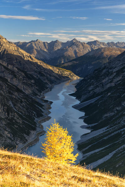 Isolated yellow larch tree above lake of Livigno seen from Crap de La Pare in autumn, Valtellina, Sondrio province, Lombardy, Italy