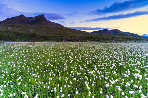 Sunrise over Monte Gavia and cotton grass in bloom surrounding Lago Bianco, Gavia Pass, Valfurva, Valtellina, Lombardy, Italy