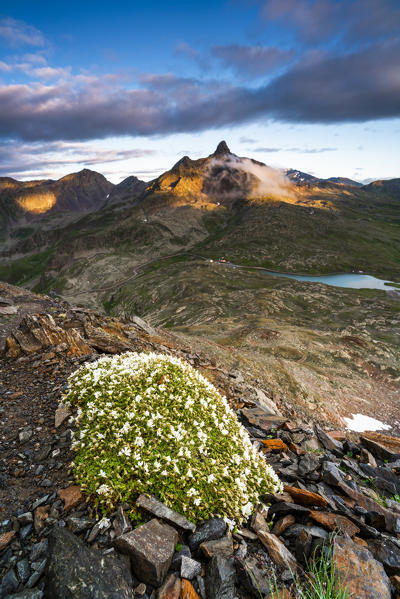 Sunrise over Monte Gavia and Gavia Pass, Valfurva, Valtellina, Sondrio province, Lombardy, Italy