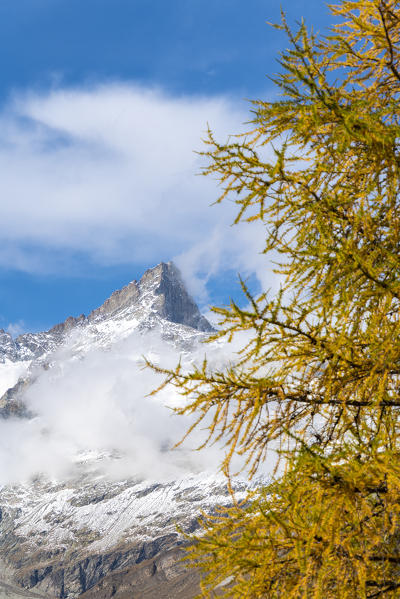 Yellow larch tree framing the Ober Gabelhorn peak in autumn, Zermatt, canton of Valais, Switzerland