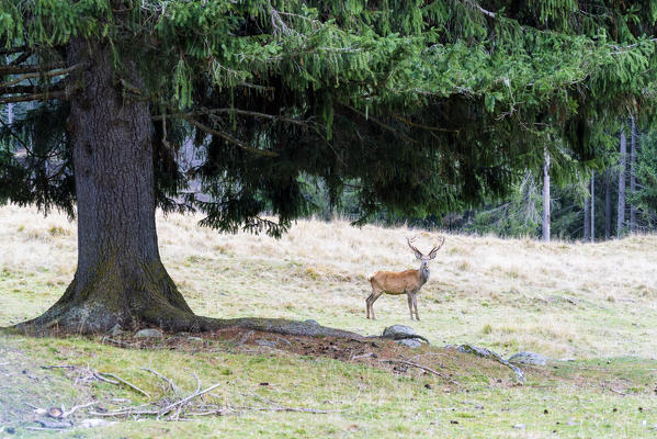 Red deer, Paneveggio-Pale di San Martino Nature Park, Dolomites, Trentino, Trento, Italy