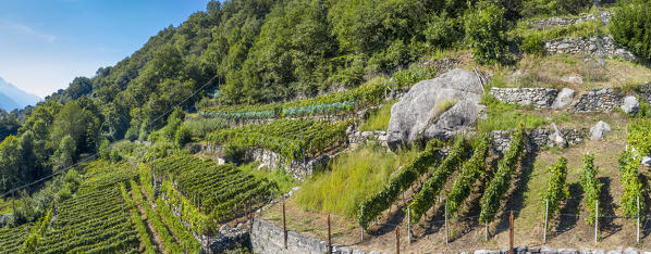 Sunshine over terraced vineyards on hills, Costiera dei Cech, Valtellina, Sondrio province, Lombardy, Italy