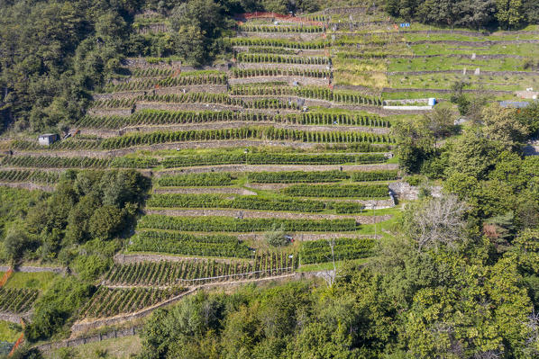 Elevated view of terraced vineyards, Costiera dei Cech, Valtellina, Sondrio province, Lombardy, Italy