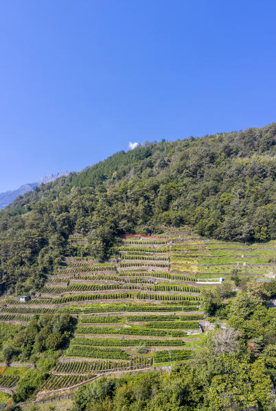 Clear sky over the terraced vineyards, Costiera dei Cech, Valtellina, Sondrio province, Lombardy, Italy