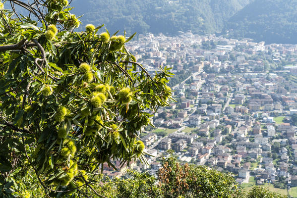 City of Morbegno seen from hills, Costiera dei Cech, Valtellina, Sondrio province, Lombardy, Italy