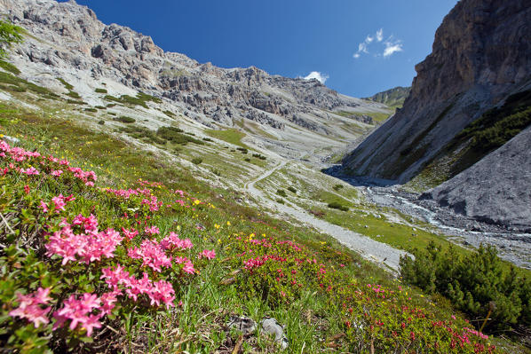 Rhododendron blooming in the wild Valle della Forcola, Valtellina,Lombardy Italy Europe