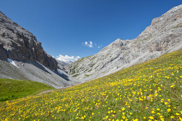 A meadow blooming with yellow flowers Valle della Forcola, Valtellina, Lombardy Italy Europe