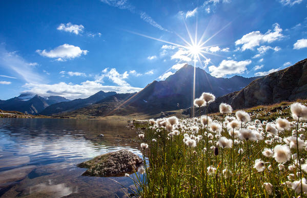 Cotton-grass (eriophorus) blooming by Lake Bianco at the Gavia Pass - Valfurva, Valtellina, Lombardy Italy Europe