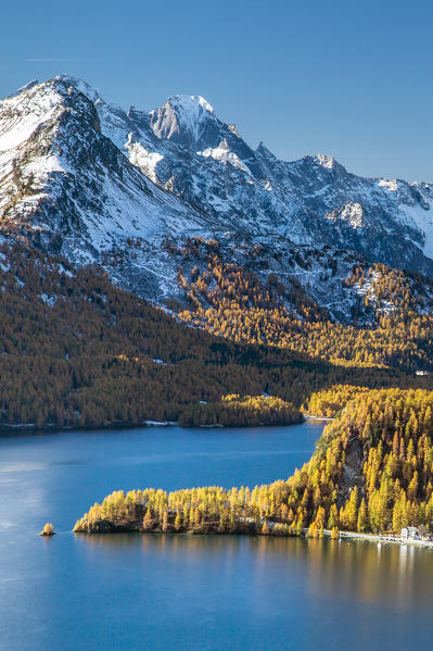 Yellow larches reflecting in Lake Sils by the Pizzo Badile, Engadine, Switzerland