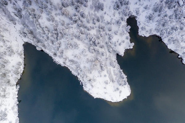 Snow covered trees on shore of Lake Cavloc, aerial view, Bregaglia Valley, canton of Graubunden, Engadine, Switzerland