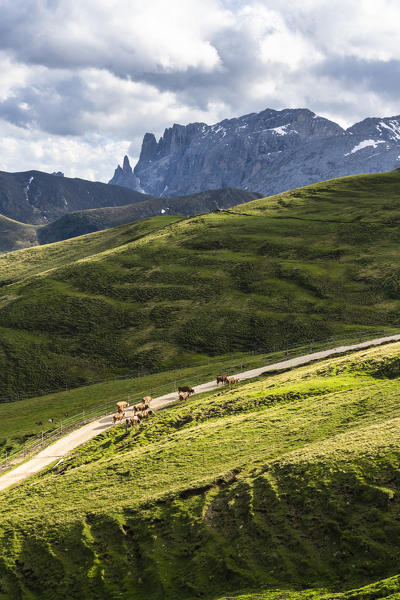 Cows grazing in the green pastures along the trail of Sassolungo group, Dolomites, Trentino-Alto Adige, Italy