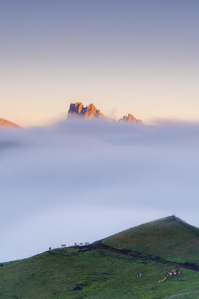 Cows in green meadows at feet of Cime di Terrarossa emerging from fog, aerial view, Seiser Alm, Dolomites, South Tyrol, Italy