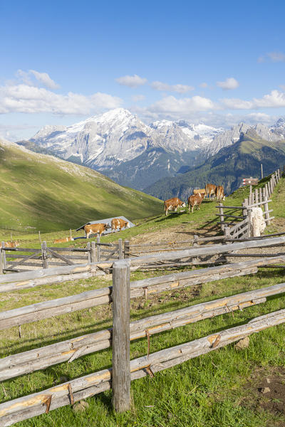 Cows grazing in the surrounding of Rifugio Sassopiatto with Marmolada in background, Seiser Alm, Dolomites, South Tyrol, Italy