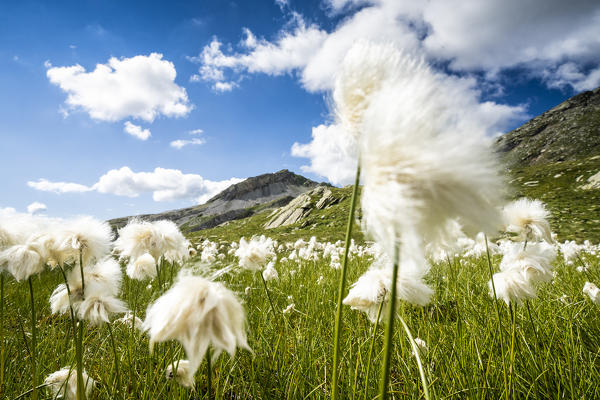 White head of cotton grass in bloom moved by wind, Pian dei Cavalli, Vallespluga, Valchiavenna, Valtellina, Lombardy, Italy