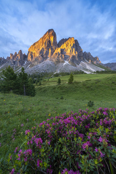 Peak of Sass De Putia (Peitlerkofel) and rhododendrons lit by sunrise, Passo Delle Erbe, Dolomites, Bolzano, South Tyrol, Italy