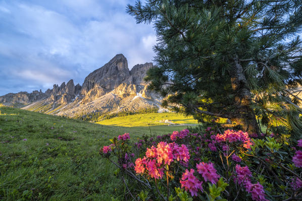 Rhododendrons framing Sass De Putia (Peitlerkofel) at dawn, Passo Delle Erbe (Wurzjoch), Dolomites, Bolzano, South Tyrol, Italy