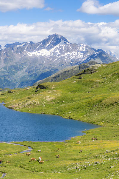 Elevated view of horses grazing at Baldiscio lakes with Pizzo Stella on background, Valchiavenna, Vallespluga, Lombardy, Italy