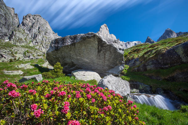 Postcard from Val Torrone with blooming rhododendrons, granite rocks and creek, Valmasino. Valtellina Lombardy Italy Europe
