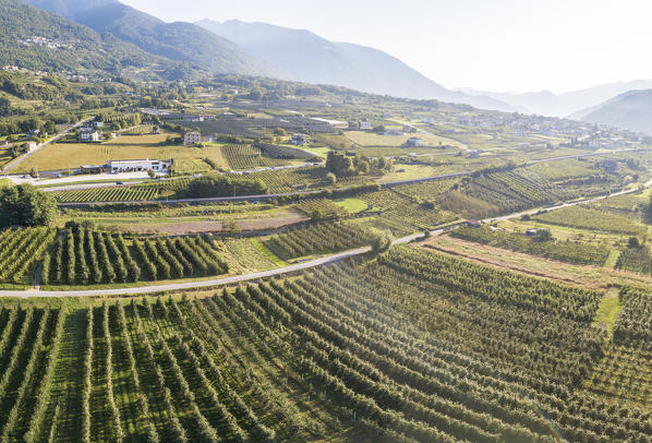 Rows of apple orchards with silhouettes of mountains on background, Valtellina, Sondrio province, Lombardy, Italy