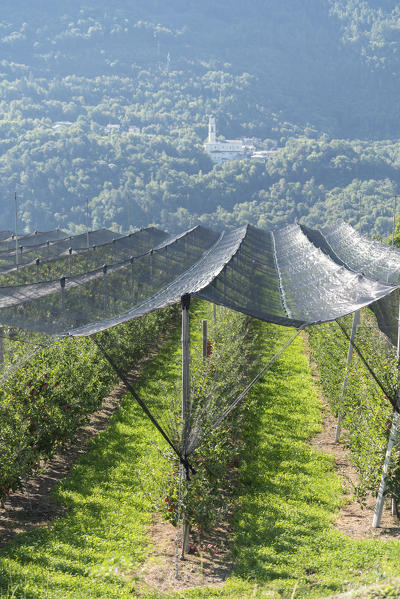 Protective netting on apple orchards for hail, Valtellina, Sondrio province, Lombardy, Italy