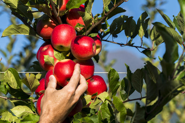 Hand picking the juicy red apples from tree, Valtellina, Sondrio province, Lombardy, Italy