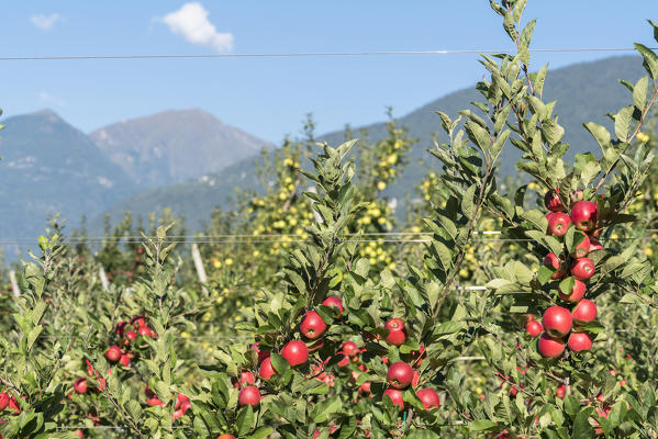 Red and yellow apples in the orchards, Valtellina, Sondrio province, Lombardy, Italy