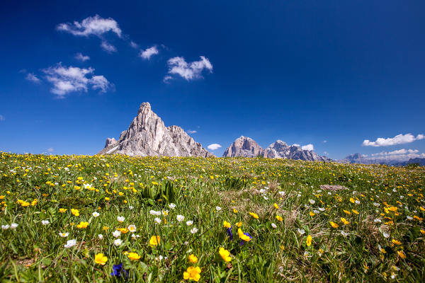 Flower carpet at Giau Pass with the peaks of Gusela and Tofane. Giau Pass, Cortina d'Ampezzo, Veneto Italy Europe