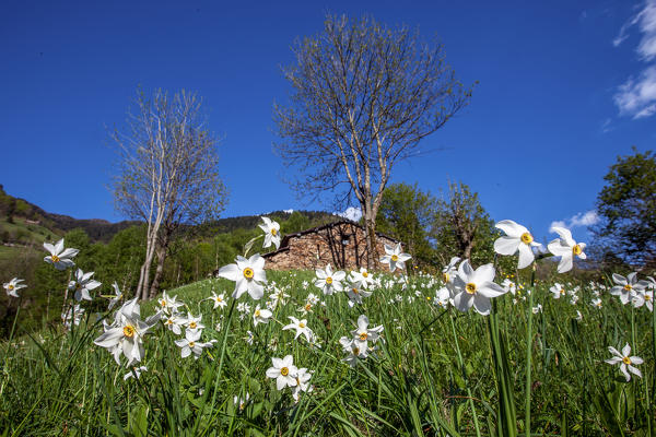 Blooming narcissus in the green meadows of Albaredo, Valtellina, Lombardy, Italy Europe