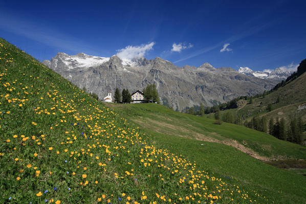 Summer blloming near the white little church of Fex Valley.
Sils, Engadine, Canton of Graubunden Switzerland Europe