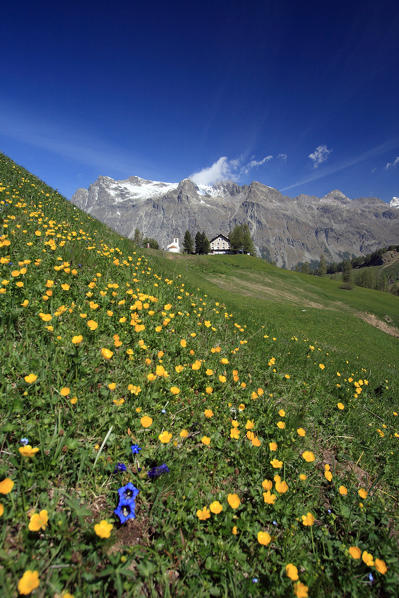 Summer blooming near the white church of Fex Valley. Sils Engadine, Canton of Graubunden, Switzerland Europe