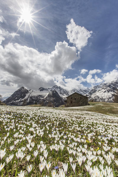 Blooming of crocus at Alpe dell'Oro in spring. Valmalenco. Valtellina. Lombardy. Italy