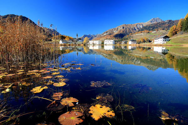 Lily pads yellowed by autumn floating in Lake Tarasp. Engadine, Canton of Graubunden, Switzerland Europe