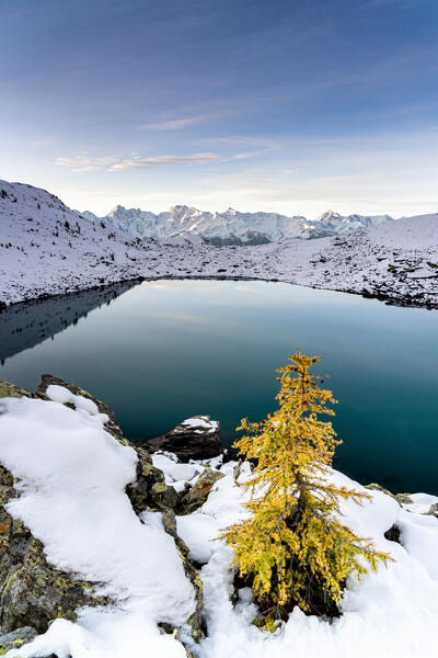 Autumn colored trees on shore of Rogneda lake with snowcapped mountains on background, Rhaetian Alps, Lombardy, Italy