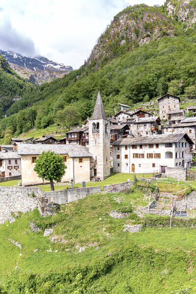 Old bell tower and houses surrounded by green woods, Savogno, Valchiavenna, Valtellina, Sondrio province, Lombardy, Italy