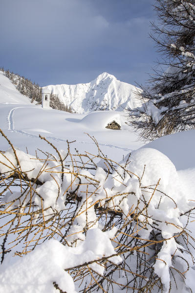 Larch curved by the snow fallen during the winter. Alpe Scima, Valchiavenna, Valtellina Lombardy Italy Europe