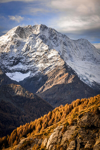 Majestic peak of Monte Disgrazia framed by larch trees in autumn, Valmalenco, Valtellina, Sondrio province, Lombardy, Italy